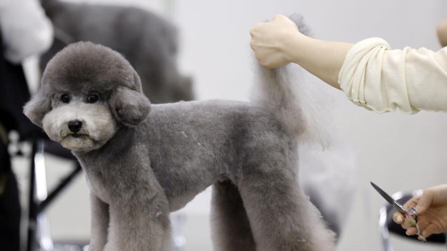 Фризури за милиони: Най-добрите грумъри в света се събират в Токио