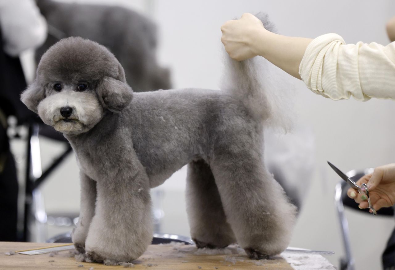 <p>Юбилейното 15-о изложение Interpets Tokyo 2026 в Tokyo Big Sight ще събере стотици изложители и топ стилисти, поставяйки основен акцент върху професионалния груминг и иновативните продукти за разкрасяване на домашни любимци.</p>