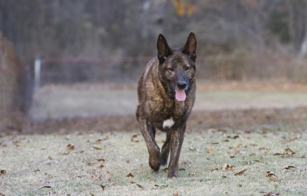 Холандска овчарка