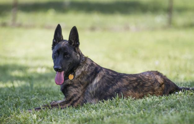 Холандска овчарка