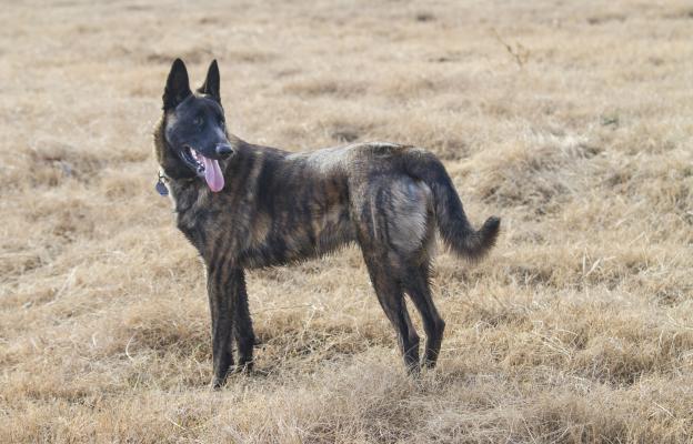 Холандска овчарка