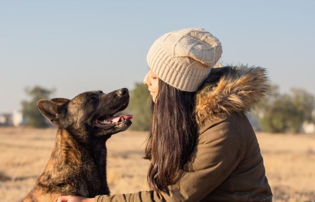 Холандска овчарка