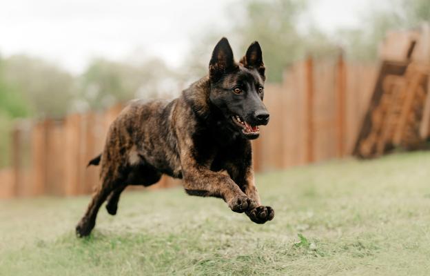 Холандска овчарка