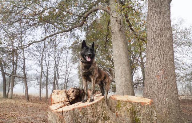 Холандска овчарка