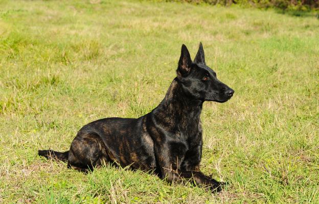 Холандска овчарка