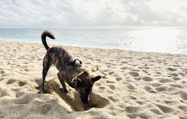 Холандска овчарка