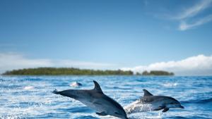 делфини