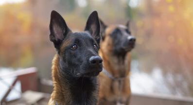 Белгийска овчарка Малиноа