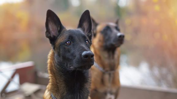Холандска овчарка и Белгийска Малиноа: по какво се различават