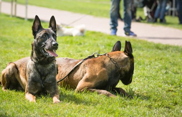 Белгийска овчарка Малиноа