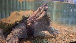 алигаторовата костенурка София