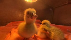 бебета патета зоопарк Варна