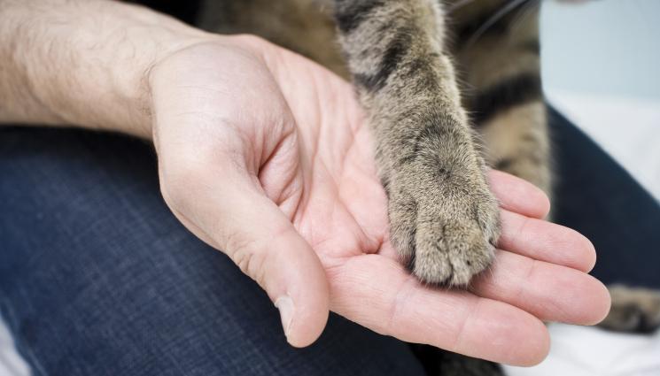 котка лапа - НЯМАТ КРАЙ: Пореден случай на насилие над животно! (СНИМКА)