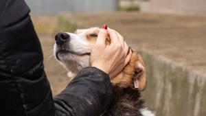 бездомни кучета