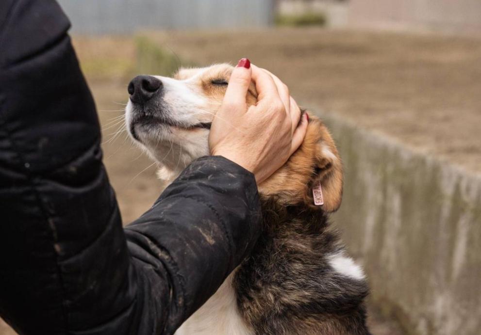 бездомни кучета