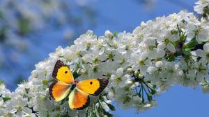 Цветница пролет пеперуда слънчево време