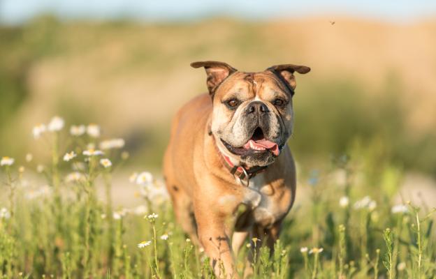 куче пролет