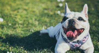 куче пролет