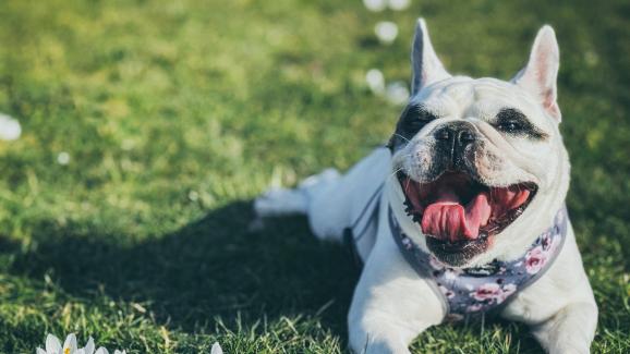 куче пролет