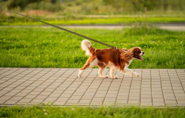 куче пролет