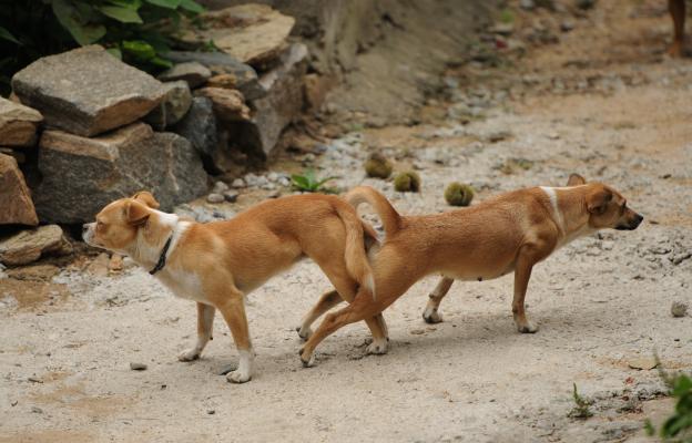 куче разгонване