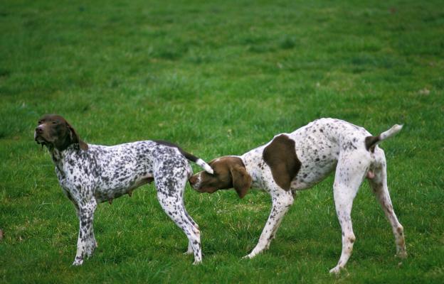куче разгонване