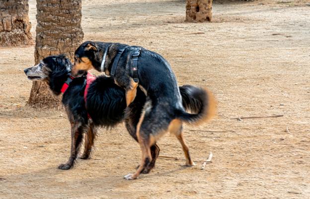 куче разгонване