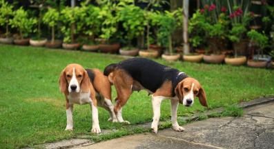 куче чифтосване