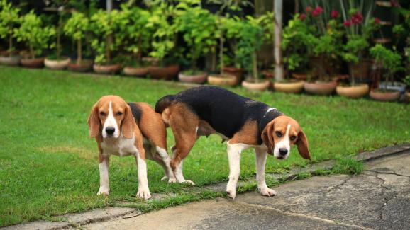 Колко време отнема чифтосването при кучетата