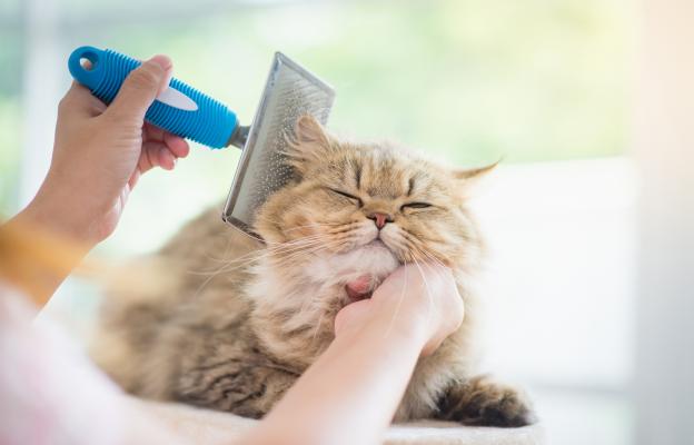 Жена разресва котка