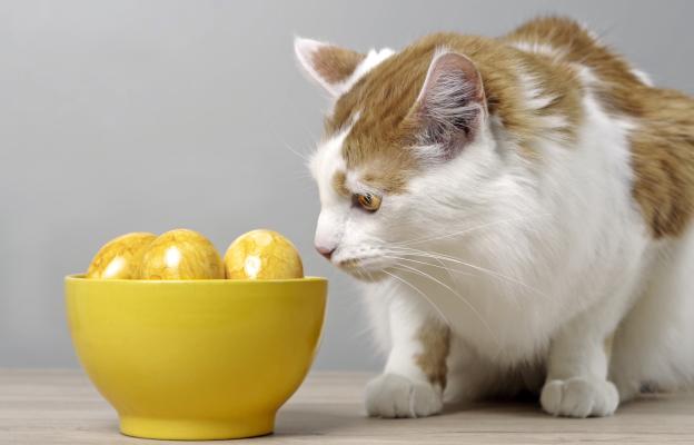 Котка по време на Великден