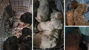 кучета кученца