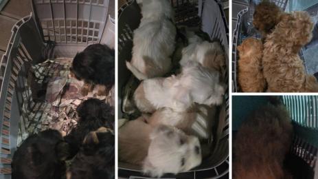 кучета кученца