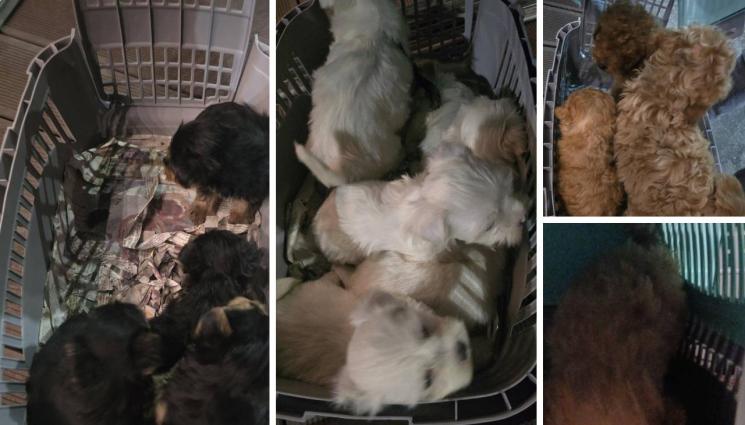 кучета кученца - Разбиха нелегален транспорт на 16 бебета кучета в Кресна!