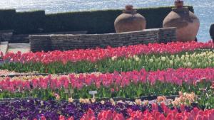 Балчик лалета ботаническа градина