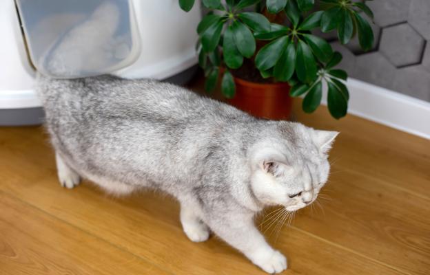 Домашна котка в тоалетна