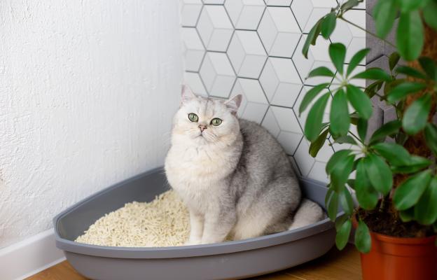 Домашна котка в тоалетна