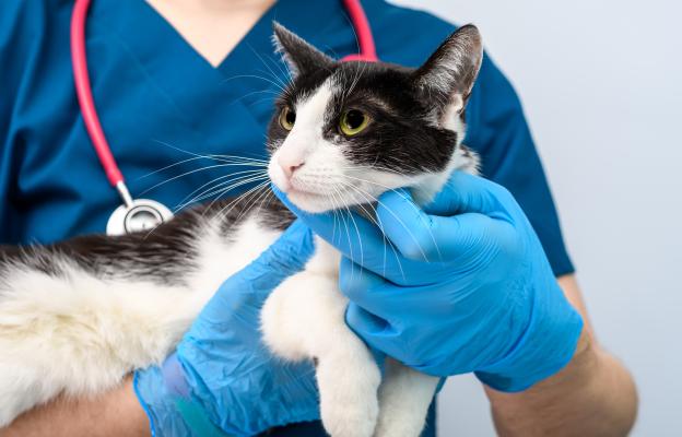 Домашна котка в тоалетна