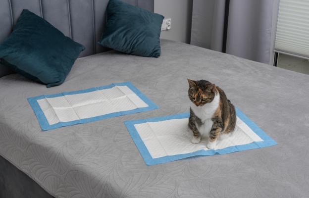 Домашна котка в тоалетна