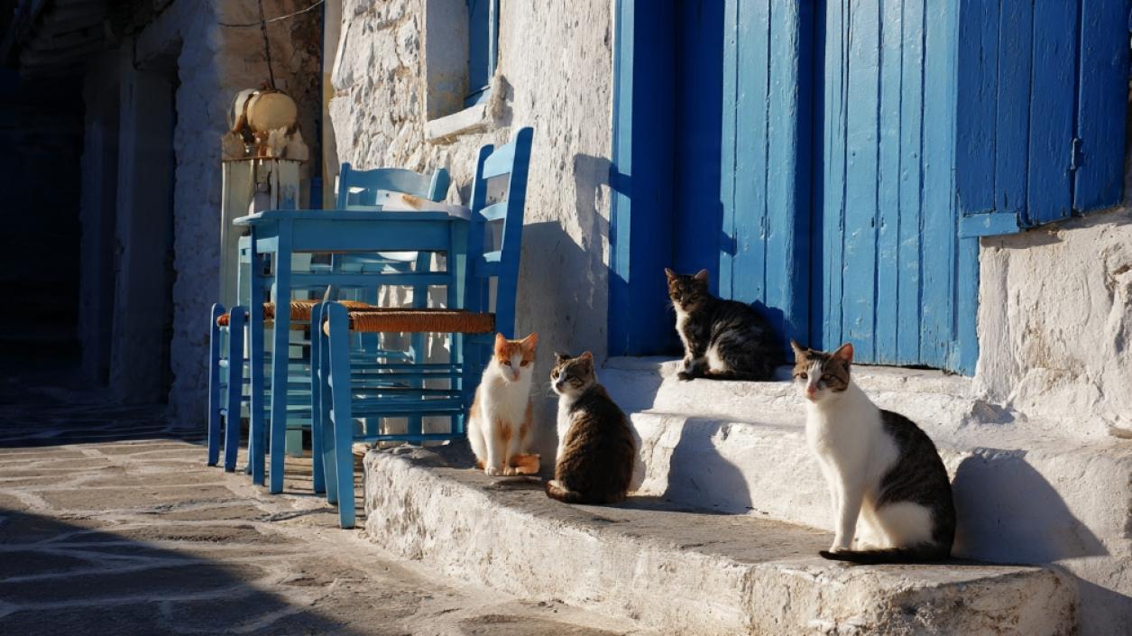 Три милиона бездомни котки обитават улиците на Гърция