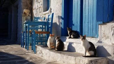 котки гърция