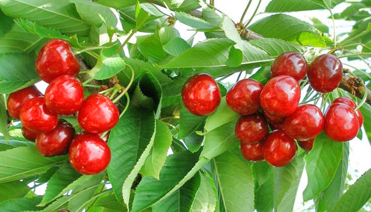 череши ябълка