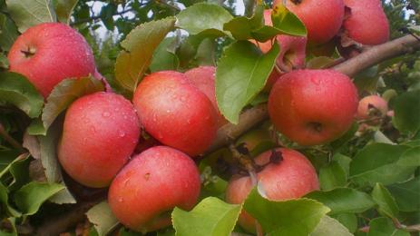 череши ябълка