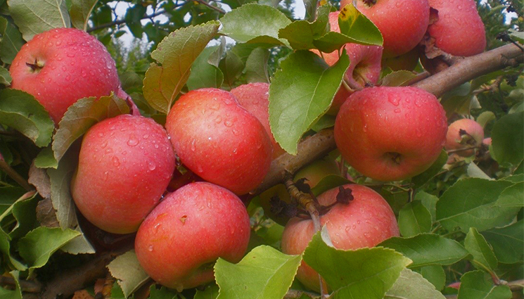 череши ябълка