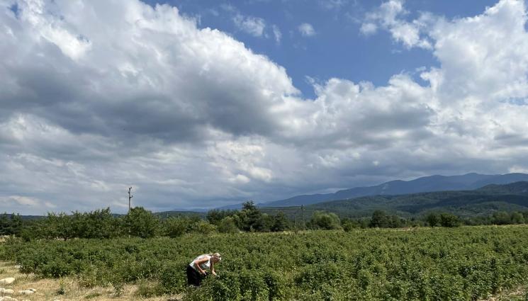 стопани - Овощари искат нов разчет на акциза за горивата