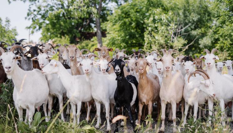 ферма - В града на Лили Иванова - Кубрат: Ферма отглежда нубийски кози и арабски овце