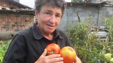 Доматите не обичат копър