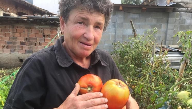 домати - Доматите не обичат копър