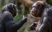 Учени документират най-жестокия конфликт сред шимпанзетата в Уганда