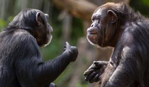 Учени документират най-жестокия конфликт сред шимпанзетата в Уганда